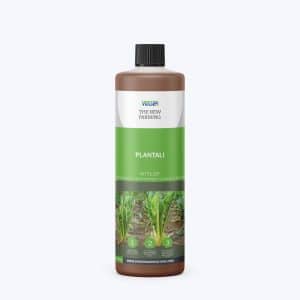 Plantali voor witlof