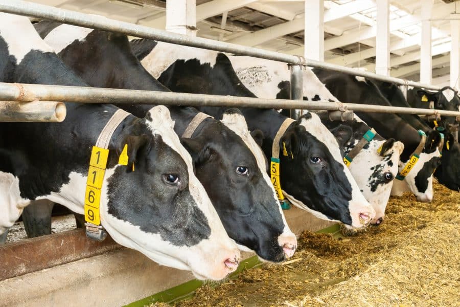 Voedingssupplementen voor dieren