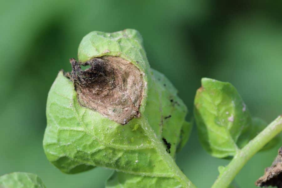 Phytophthora-Kartoffelfäule