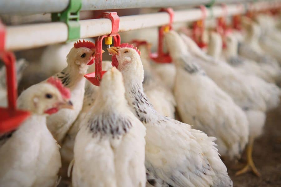 schoon drinkwater veehouderij