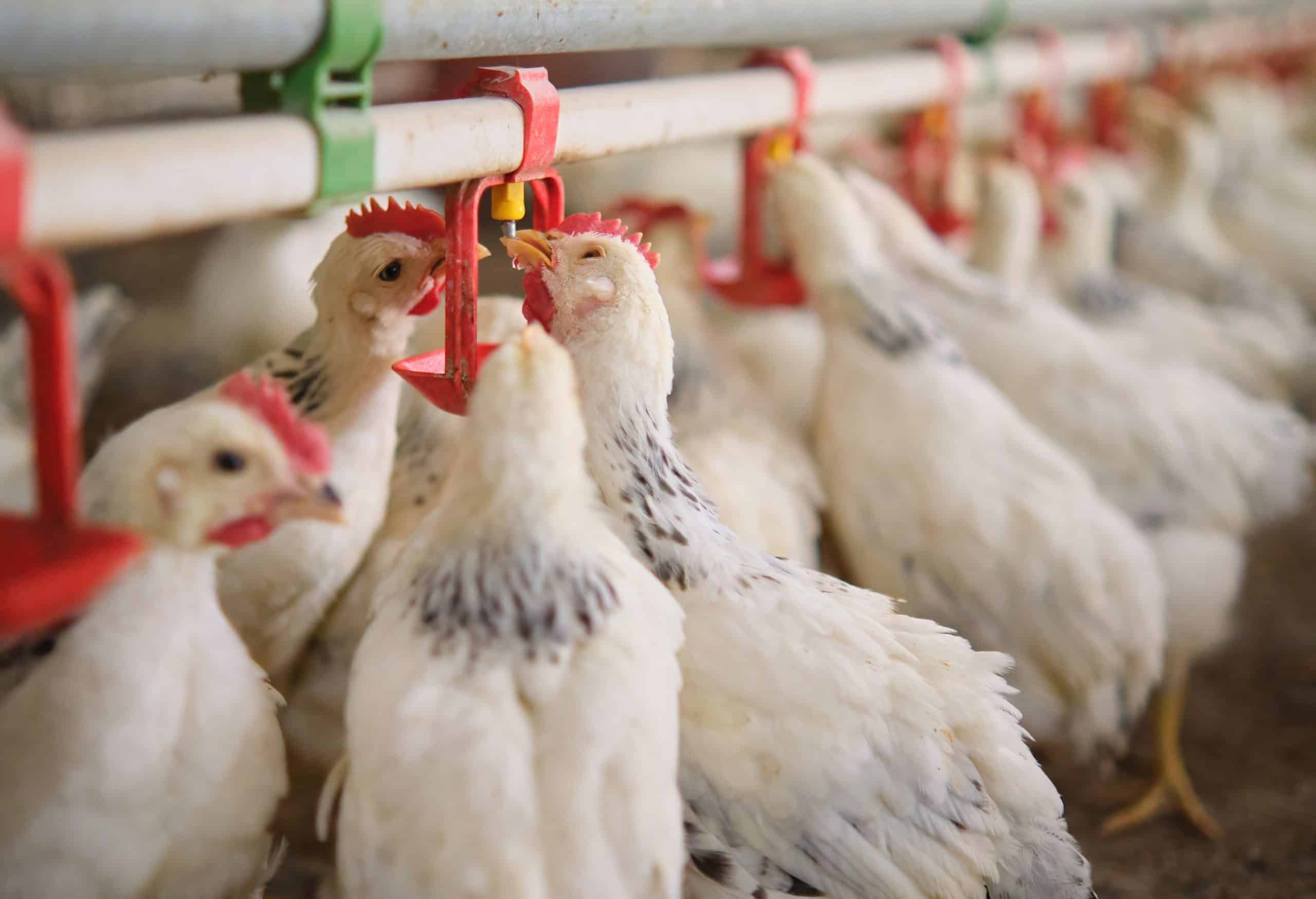 schoon drinkwater veehouderij